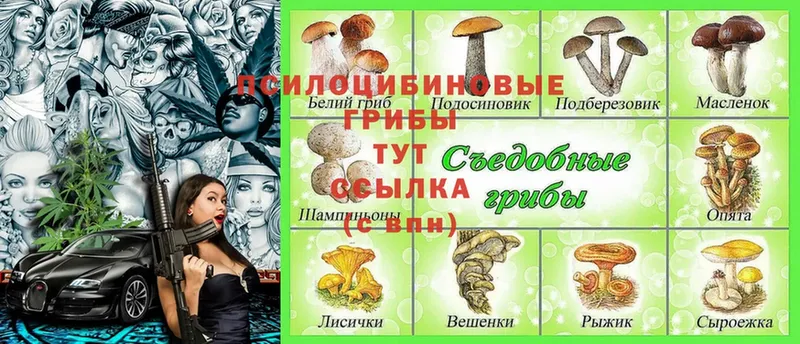 Галлюциногенные грибы MAGIC MUSHROOMS  KRAKEN как войти  Бородино 